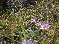 iara Scorciavacca-20110306 020